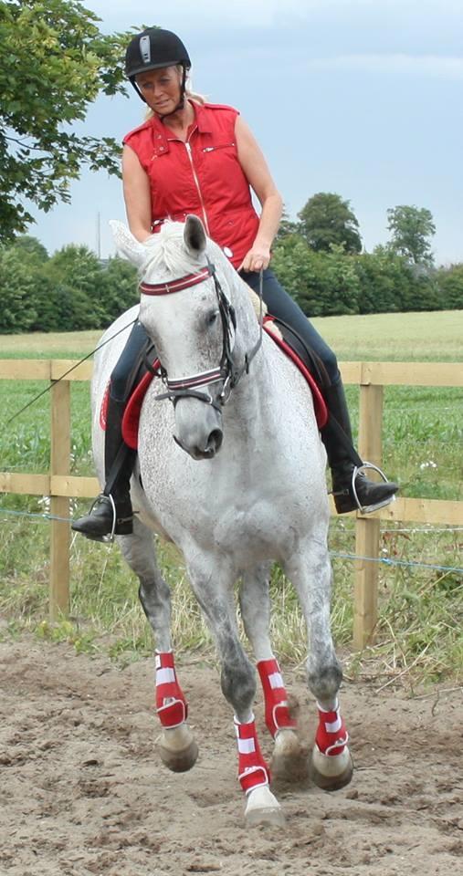 Dansk Varmblod Quiet nice billede 48