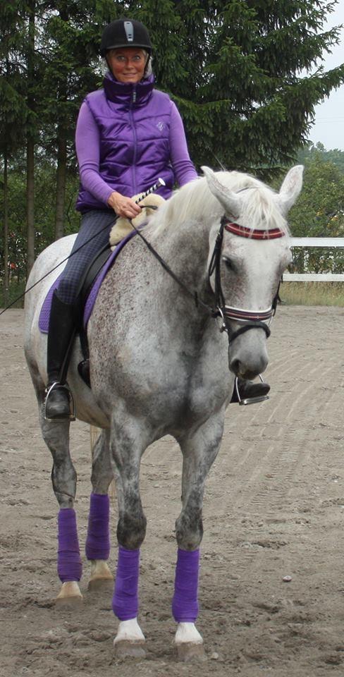 Dansk Varmblod Quiet nice billede 49