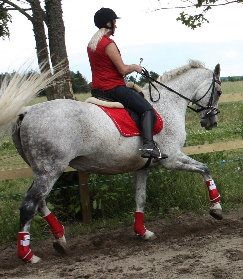 Dansk Varmblod Quiet nice billede 22