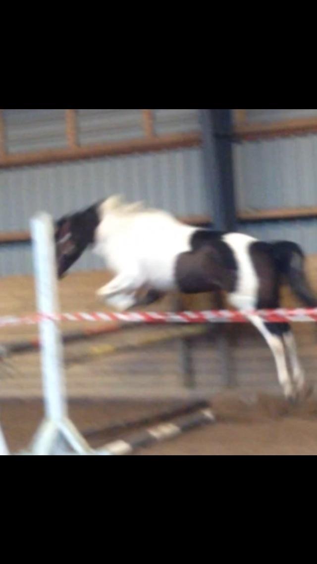 Pinto Enekær`s Viento De Verano billede 22