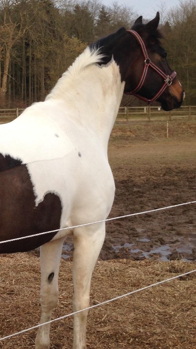 Pinto Enekær`s Viento De Verano billede 24