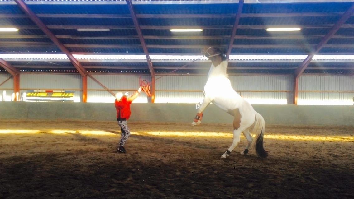 Pinto Randrupmølles Grace Kelly - Min bandit :D billede 17