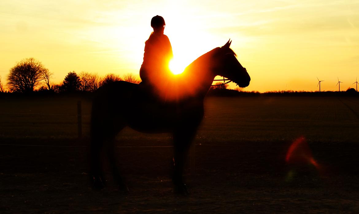 Anden særlig race Dalvangs Casper - Lækker solnedgang :) billede 32