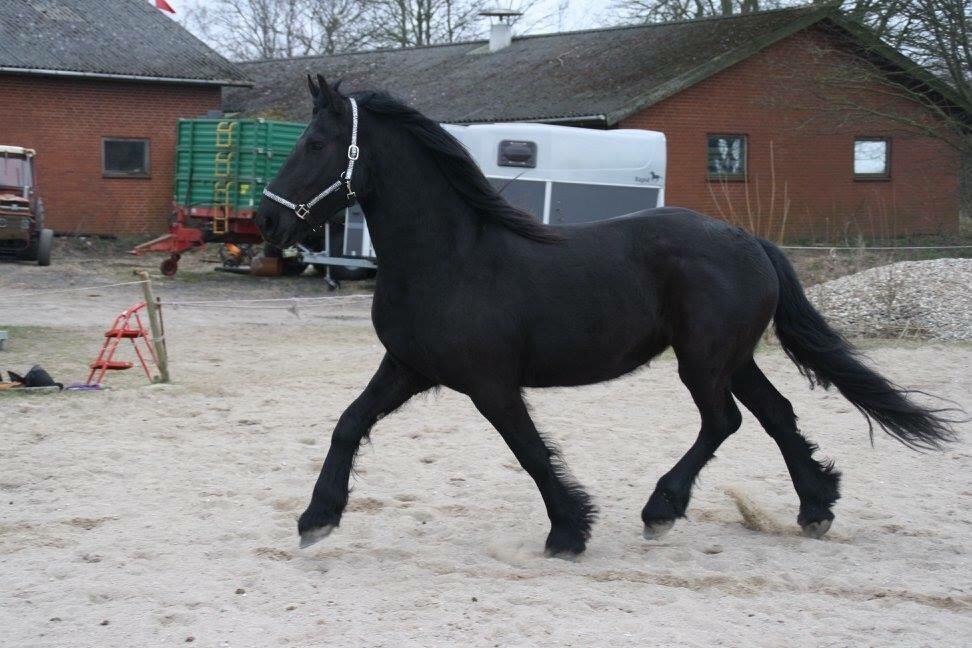 Frieser Frauke van de Fulgleholt billede 11