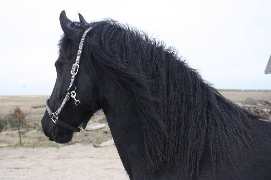 Frieser Frauke van de Fulgleholt billede 14