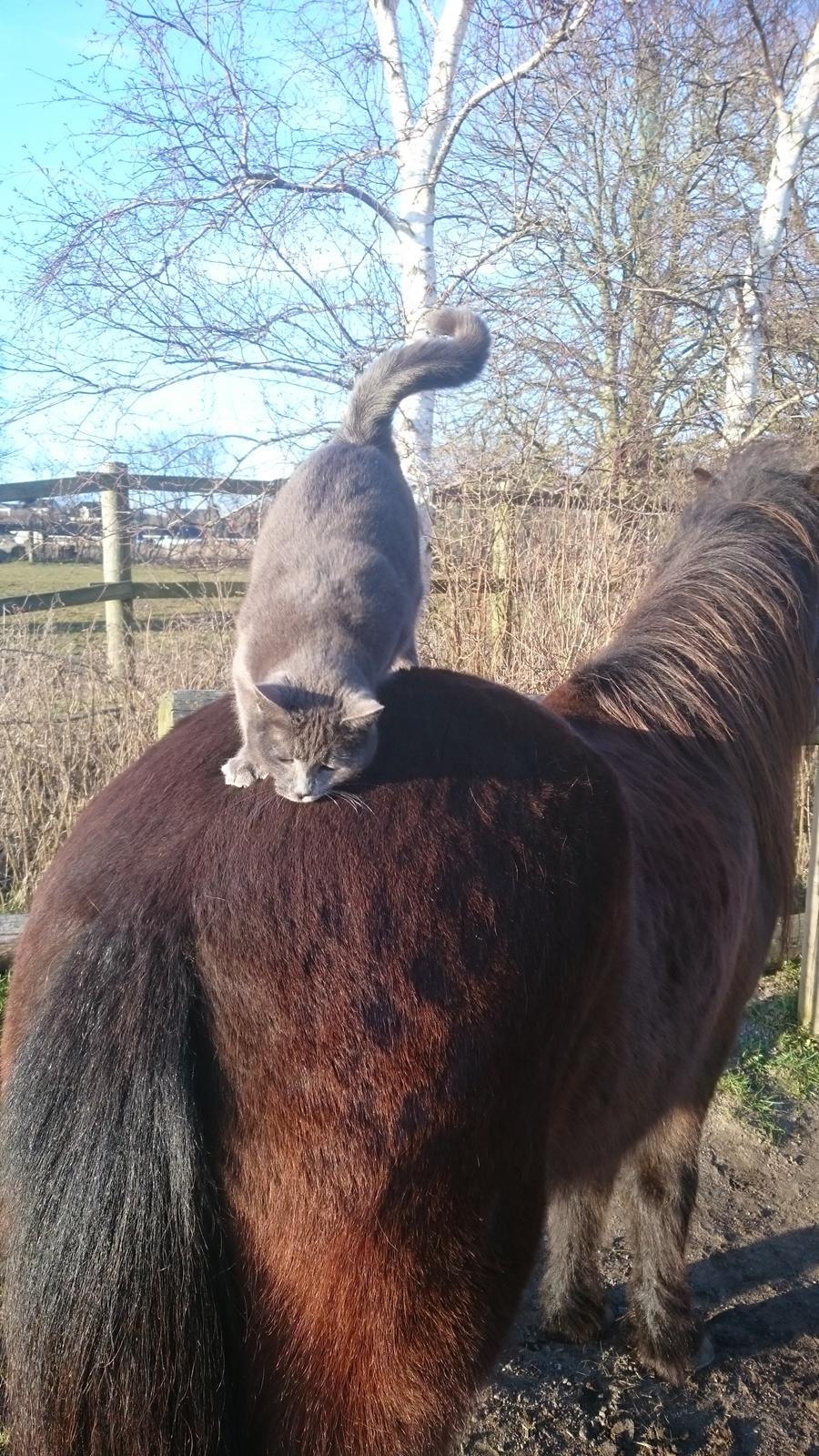 Islænder Vitus fra Mors - utøj i pelsen  billede 17