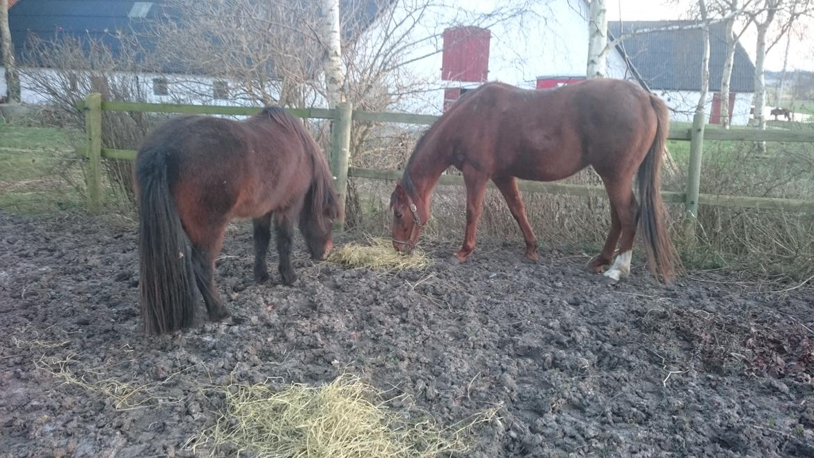 Islænder Vitus fra Mors - Vitus og centennial  billede 19