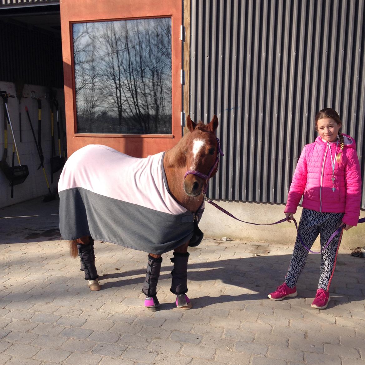 Welsh Mountain (sec A) Stendyssen's sweet sensation (Solgt) billede 1