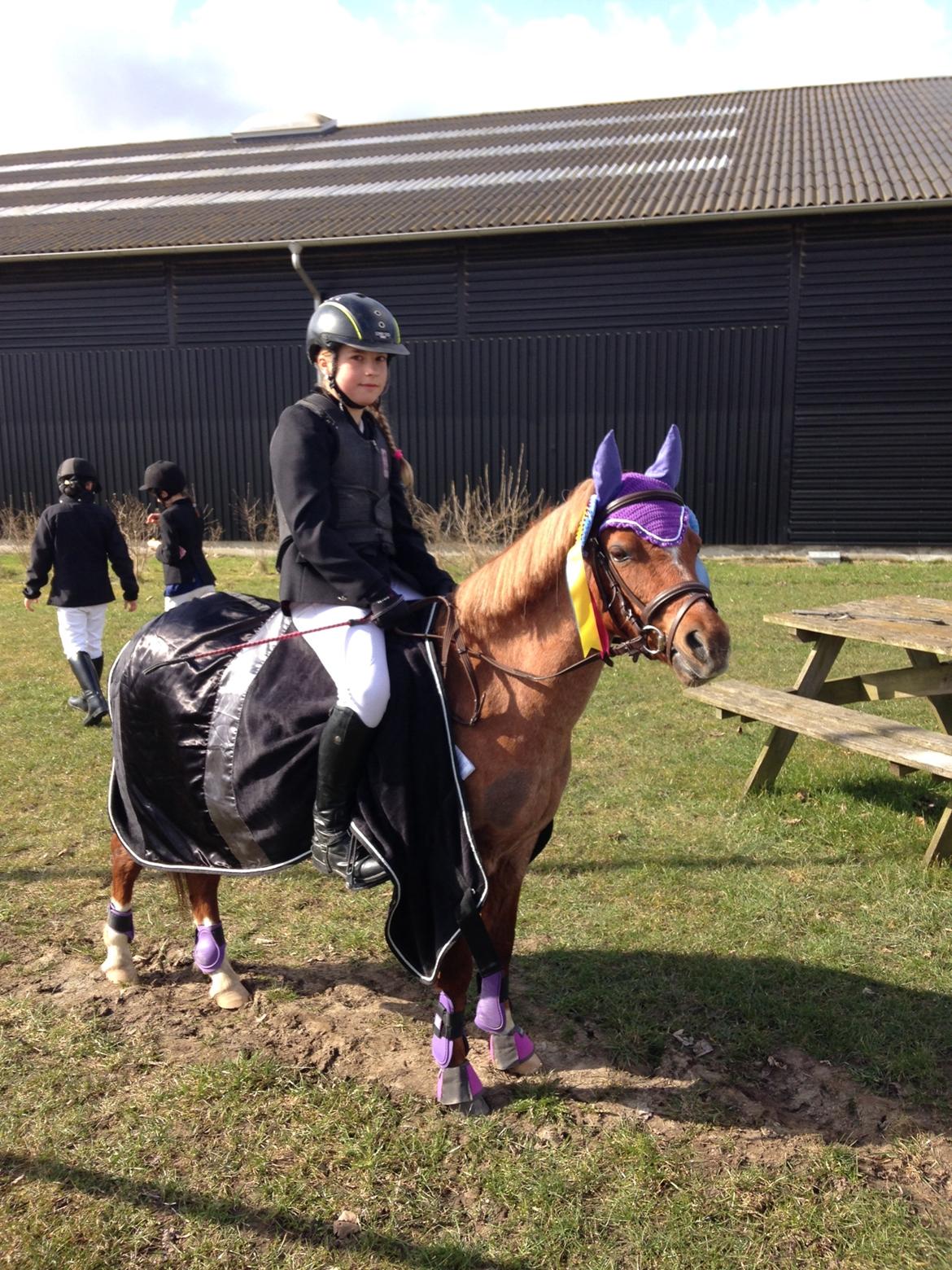 Welsh Mountain (sec A) Stendyssen's sweet sensation (Solgt) billede 2