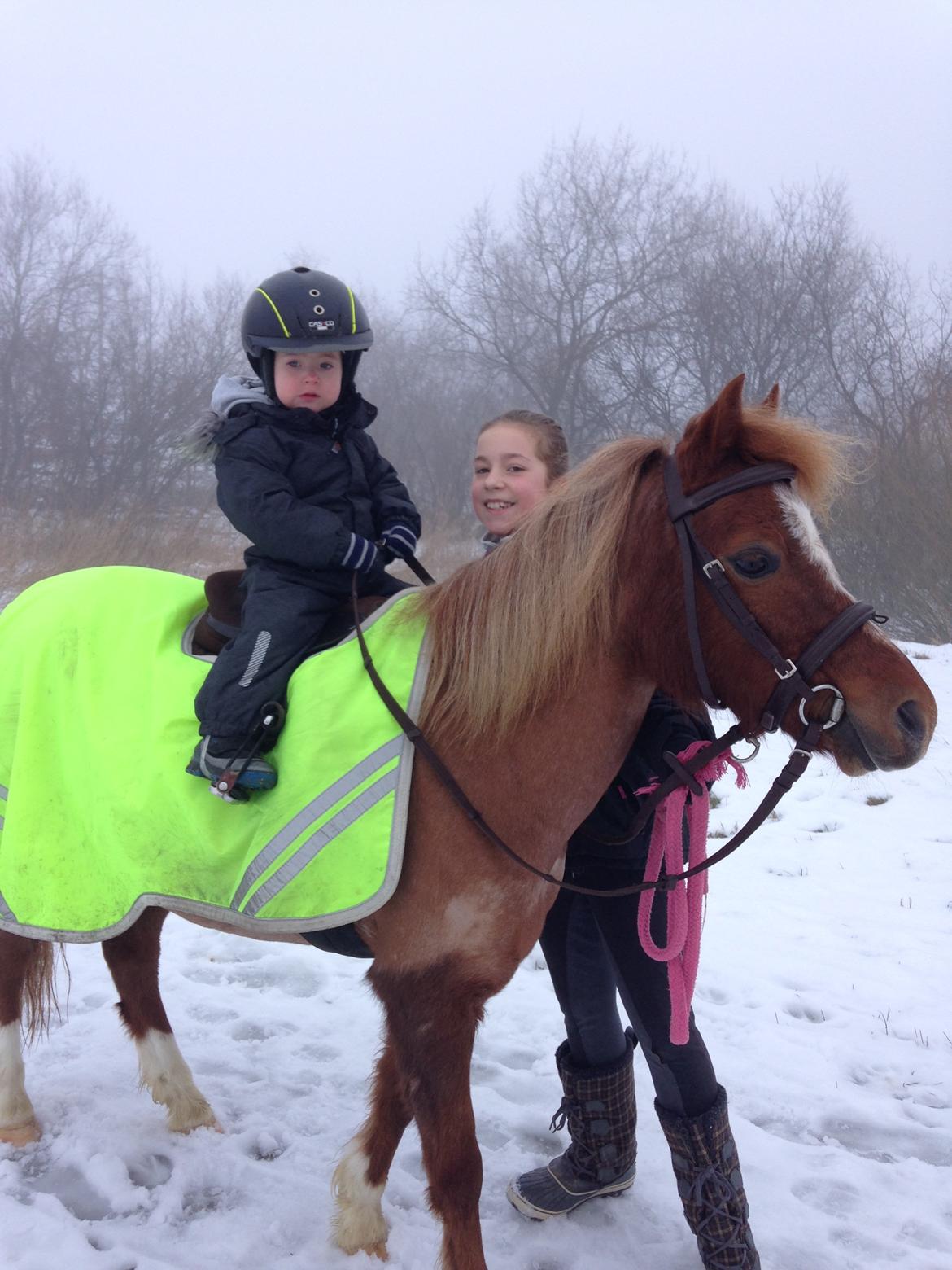 Welsh Mountain (sec A) Stendyssen's sweet sensation (Solgt) billede 4