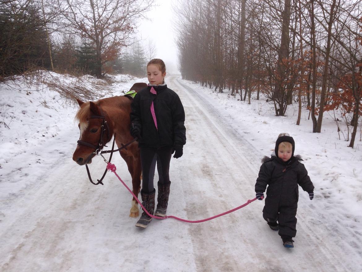 Welsh Mountain (sec A) Stendyssen's sweet sensation (Solgt) billede 5