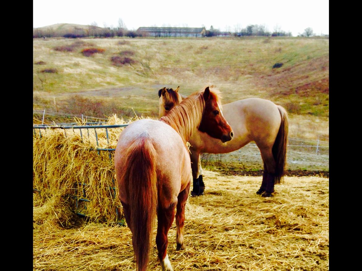 Welsh Mountain (sec A) Stendyssen's sweet sensation (Solgt) billede 6