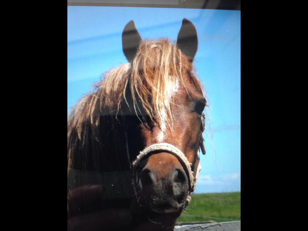 Welsh Mountain (sec A) Stendyssen's sweet sensation (Solgt) billede 7