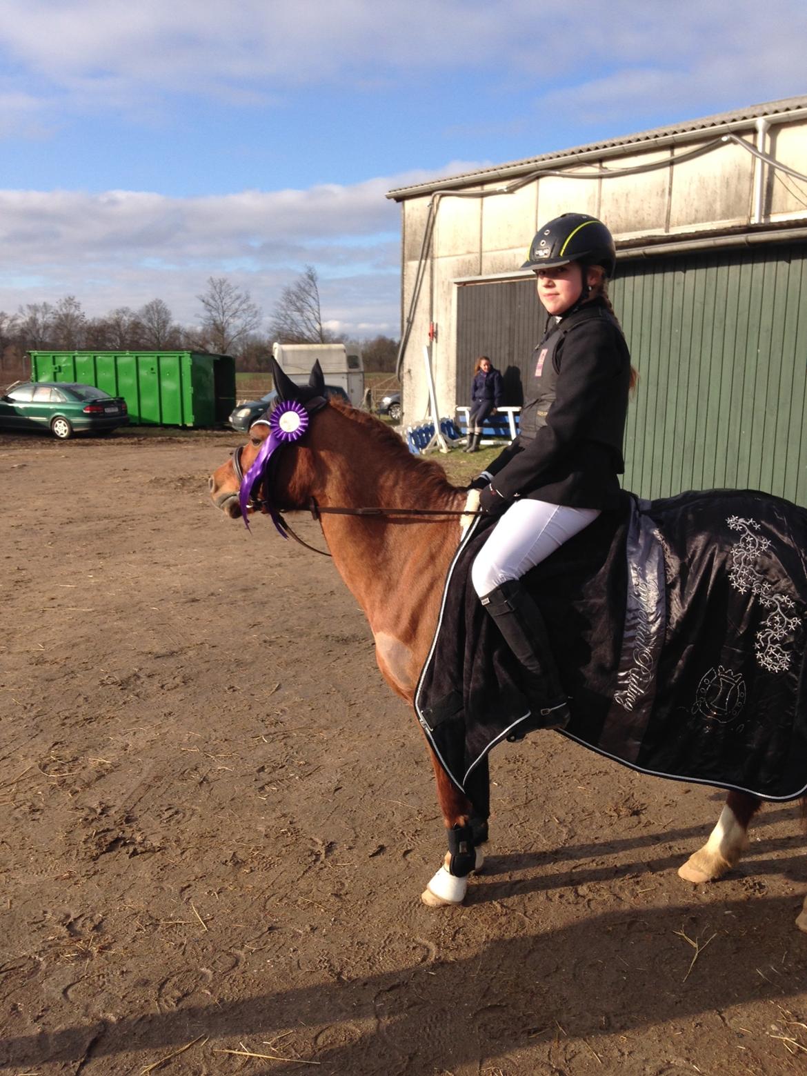 Welsh Mountain (sec A) Stendyssen's sweet sensation (Solgt) billede 8