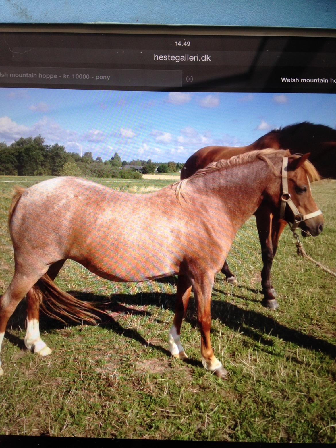 Welsh Mountain (sec A) Stendyssen's sweet sensation (Solgt) billede 9
