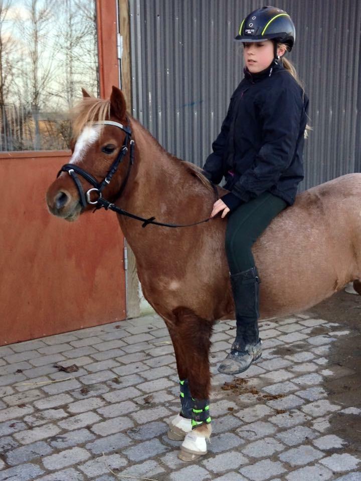 Welsh Mountain (sec A) Stendyssen's sweet sensation (Solgt) billede 10