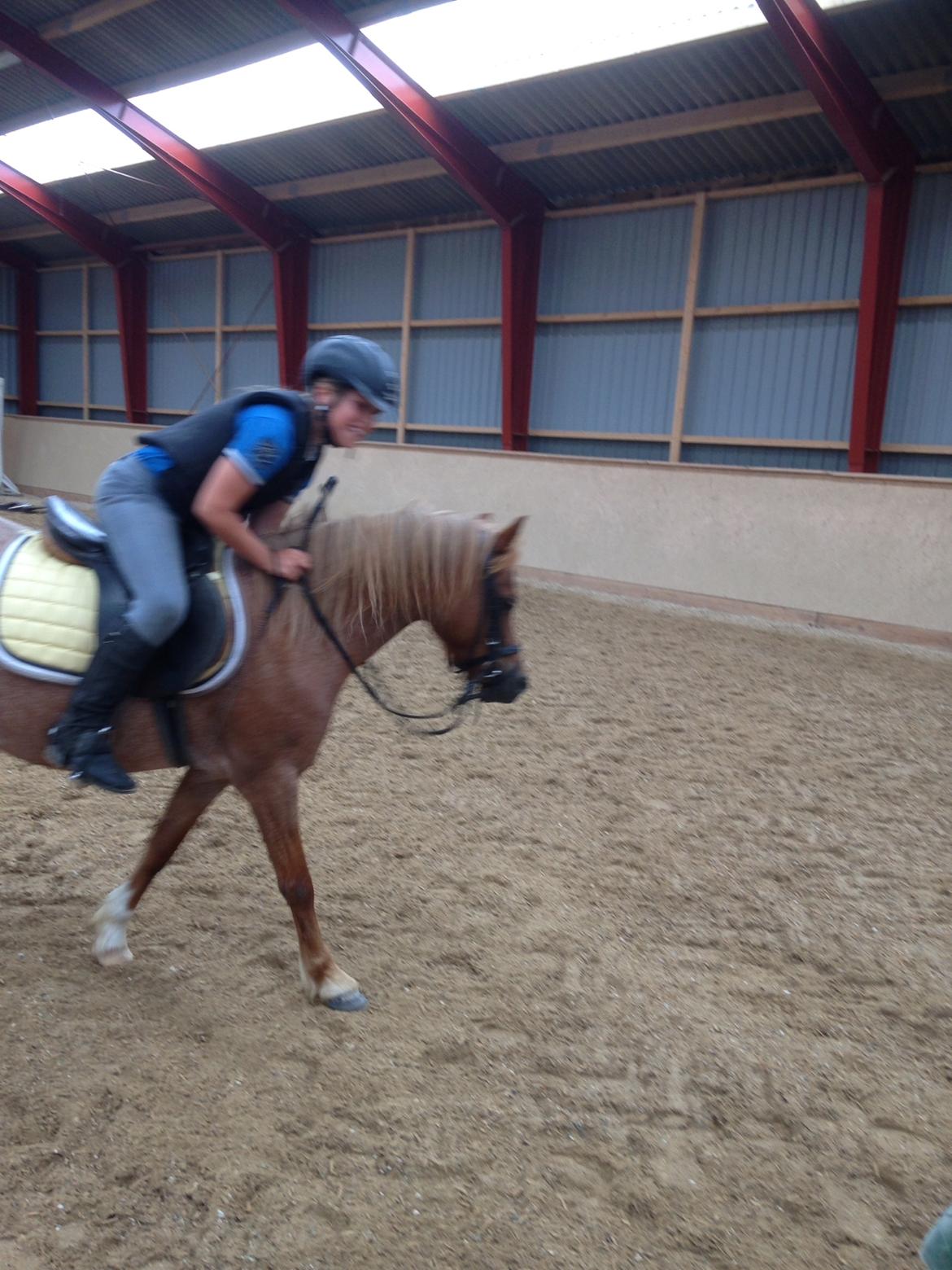 Welsh Mountain (sec A) Stendyssen's sweet sensation (Solgt) billede 11