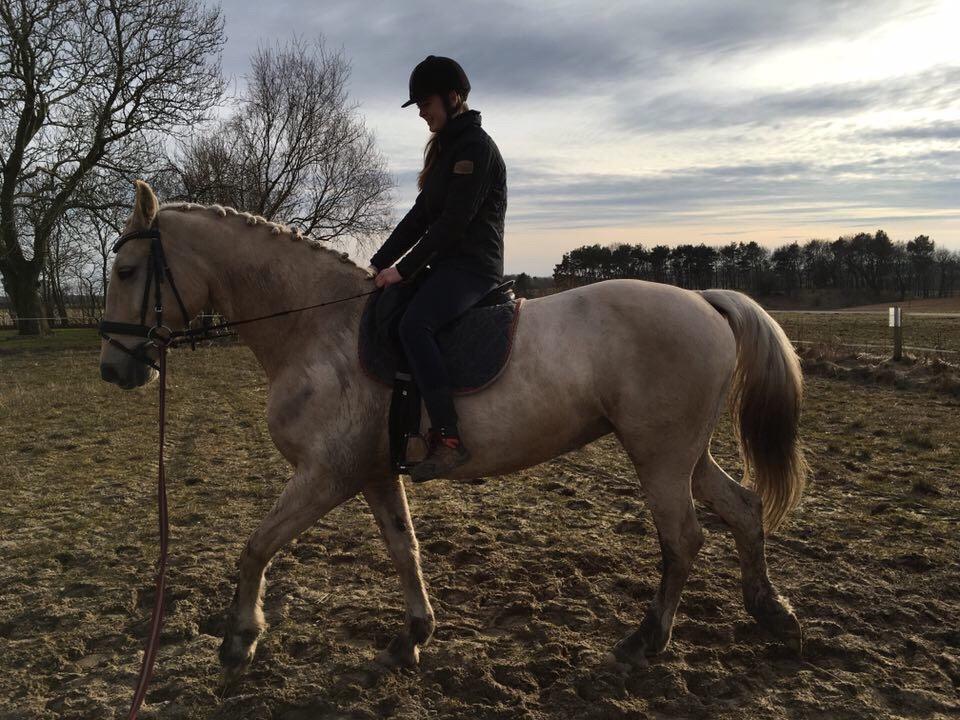 Frederiksborg Sonnerupgårds Isabel FR 8676 billede 6