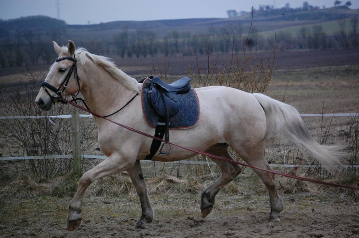 Frederiksborg Sonnerupgårds Isabel FR 8676 billede 9