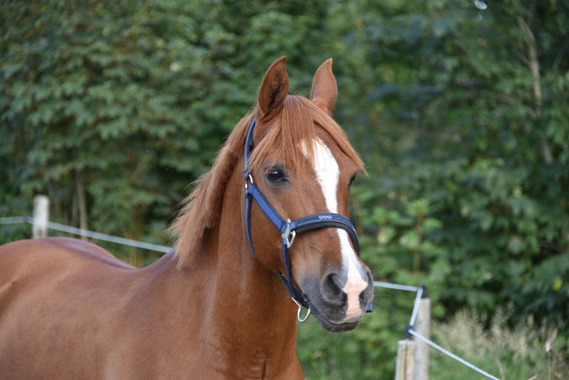 Anden særlig race Red Magic billede 4