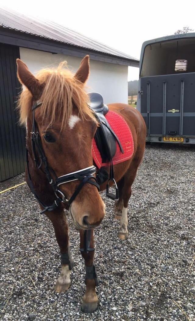 New Forest Nina (Ninja) billede 19