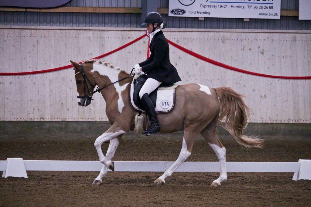 Pinto Araber Felix B-pony og 1/3 A-pony billede 1