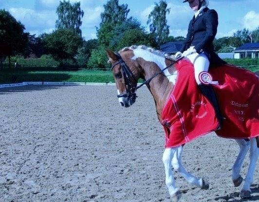 Pinto Araber Felix B-pony og 1/3 A-pony billede 10