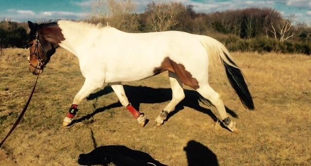 Pinto Randrupmølles Grace Kelly billede 15