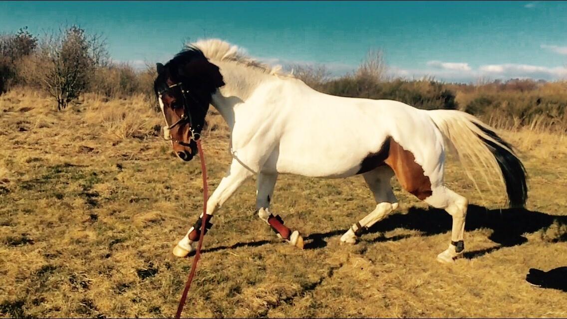 Pinto Randrupmølles Grace Kelly billede 11