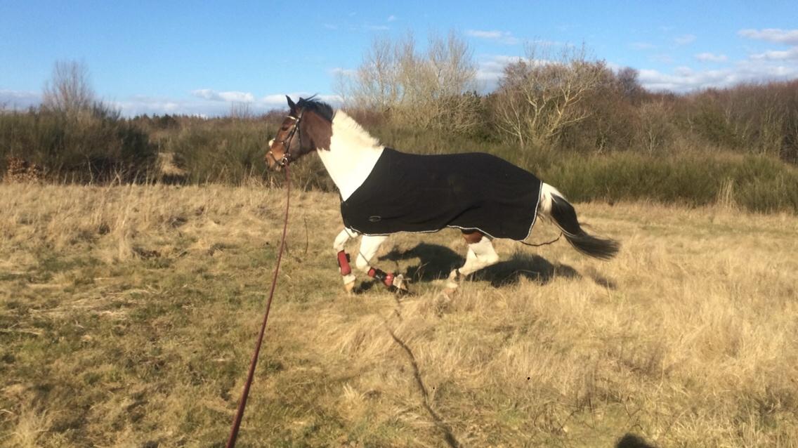 Pinto Randrupmølles Grace Kelly billede 19