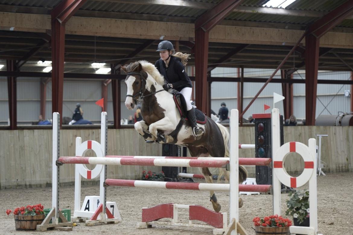 Pinto Schillinggaards monique - Hej og velkommen til Moniques galleri. Her springer vi vores første MB billede 1