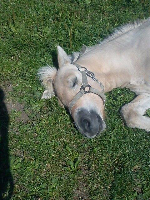 Fjordhest Osmann Skellerød billede 4