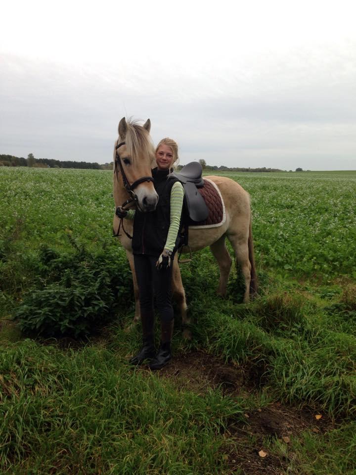 Fjordhest Osmann Skellerød billede 5