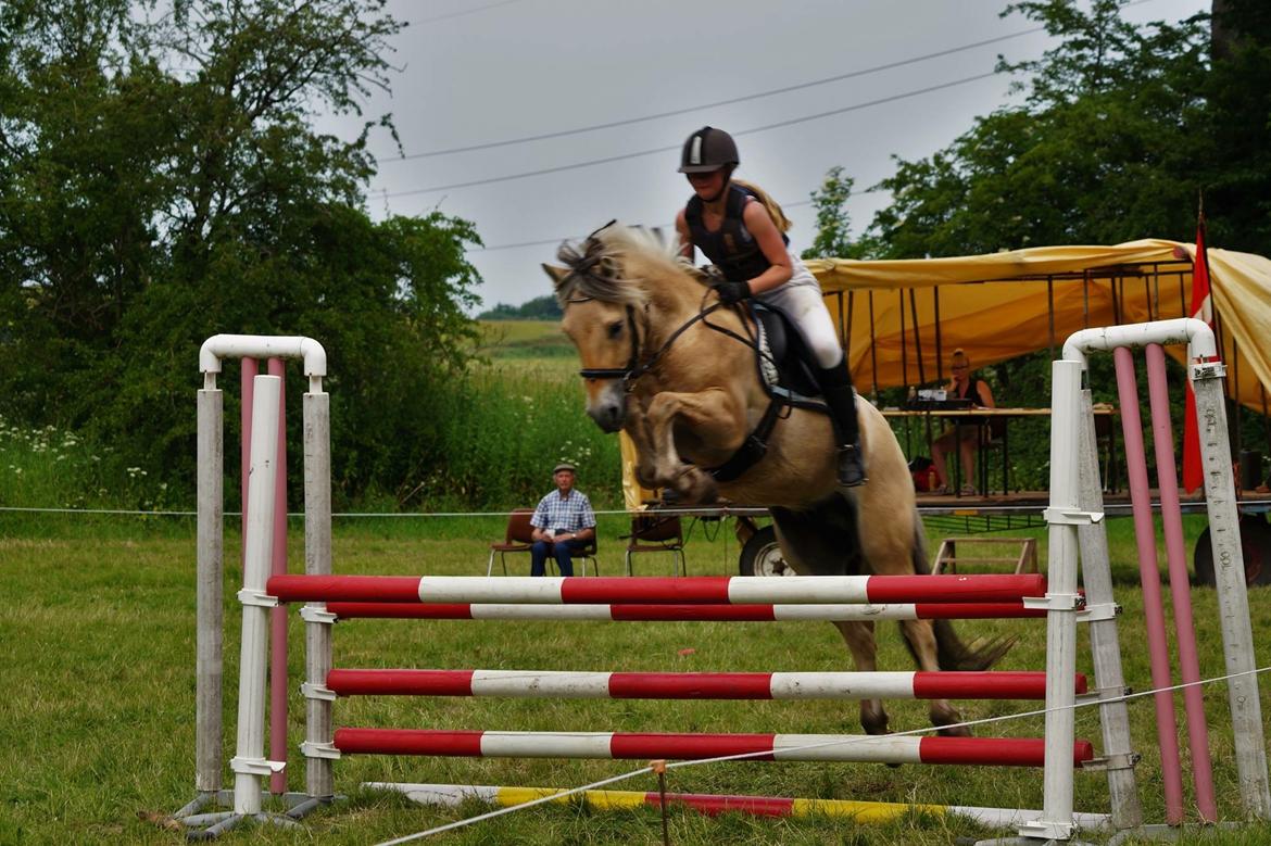 Fjordhest Osmann Skellerød billede 6