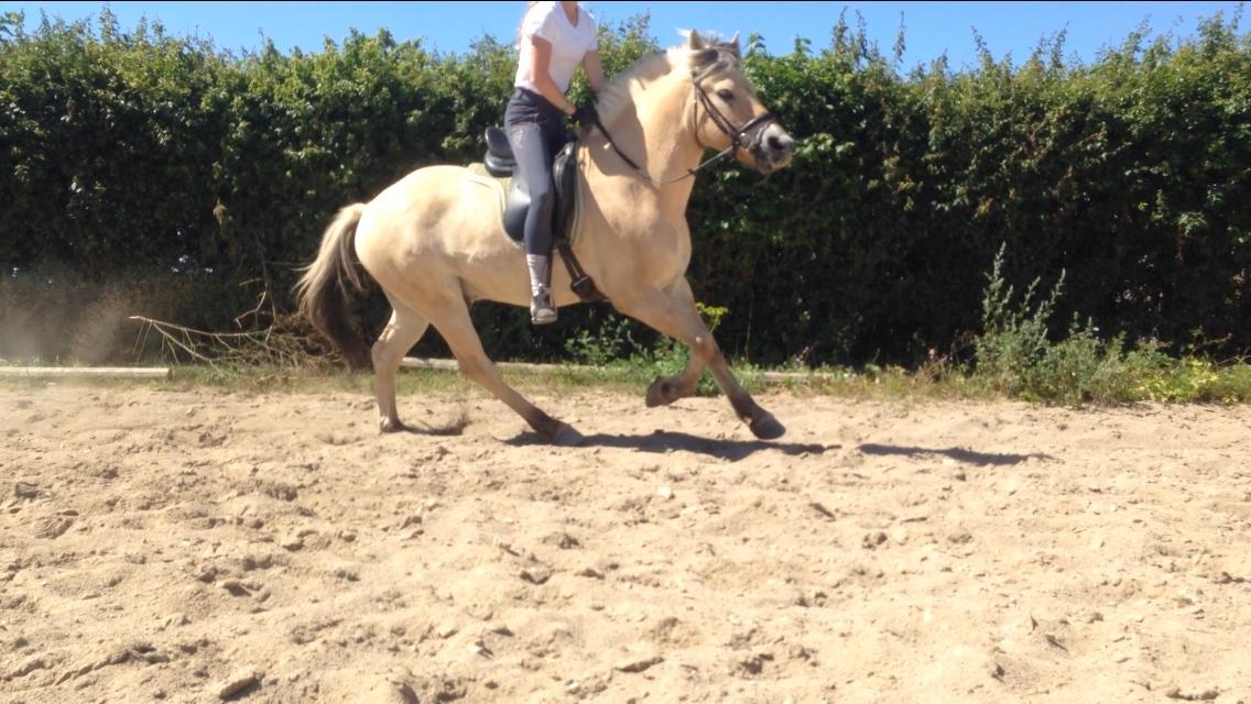 Fjordhest Osmann Skellerød billede 7