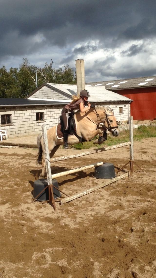 Fjordhest Osmann Skellerød billede 8