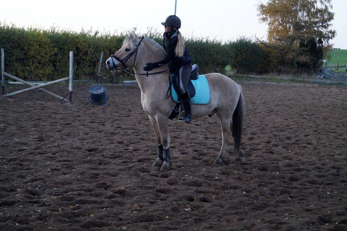 Fjordhest Osmann Skellerød billede 3