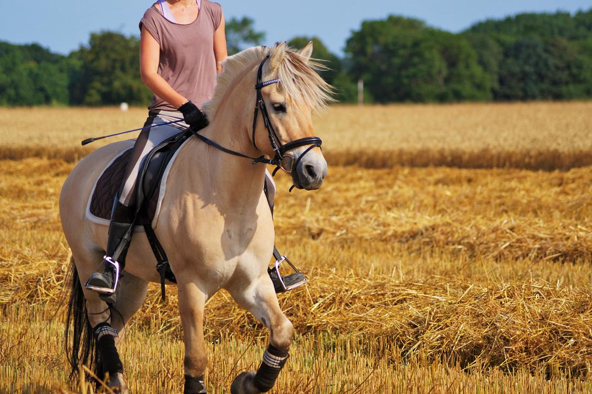 Fjordhest Osmann Skellerød billede 2