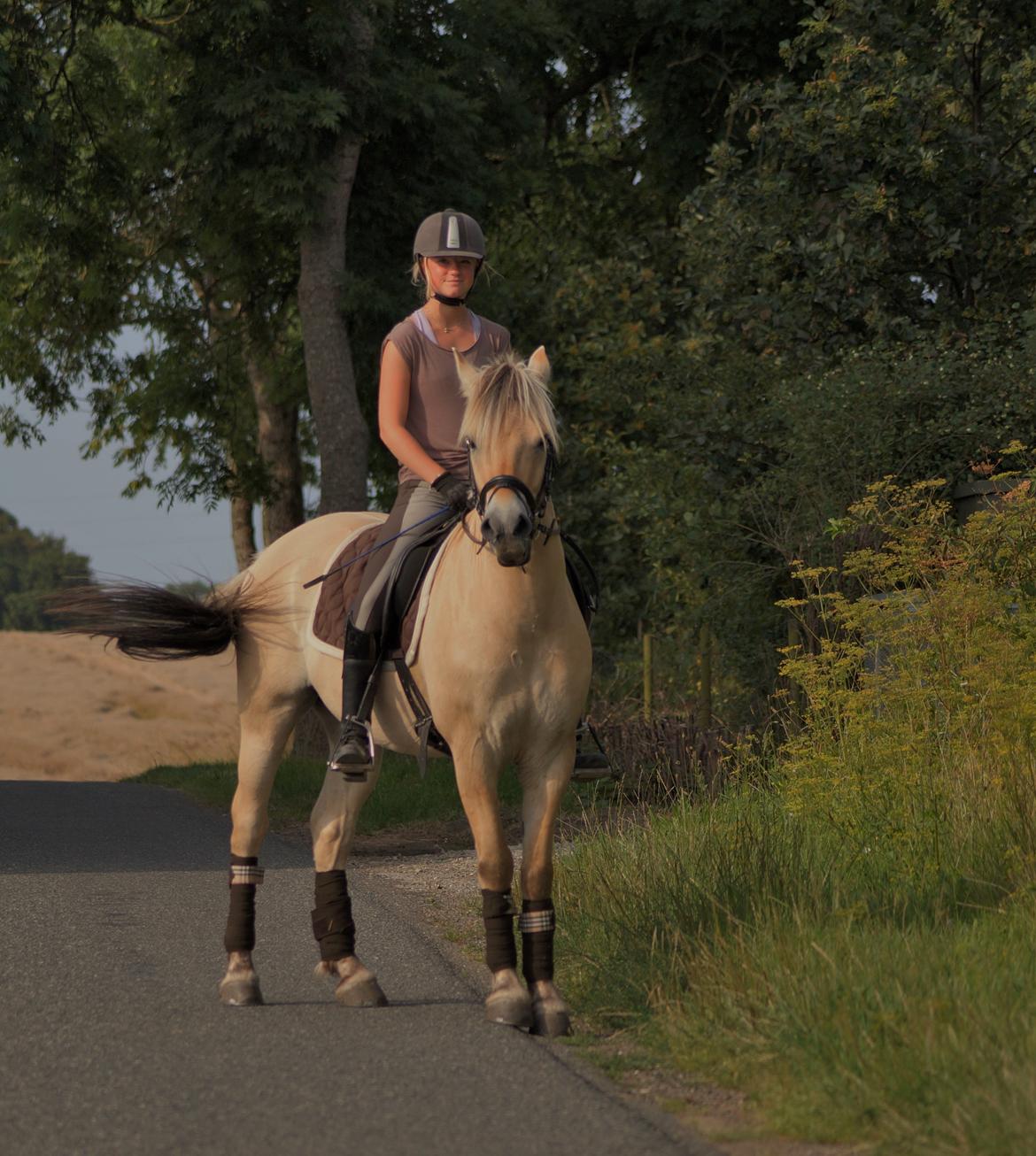 Fjordhest Osmann Skellerød billede 10