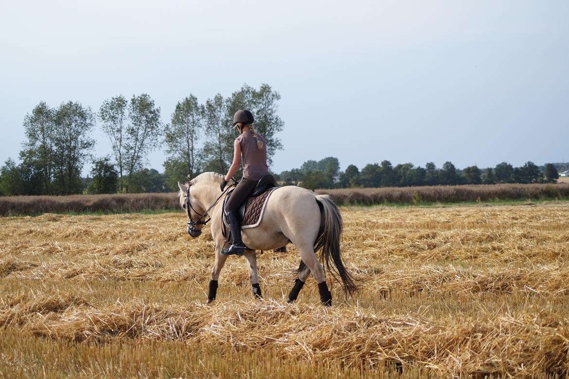 Fjordhest Osmann Skellerød billede 9