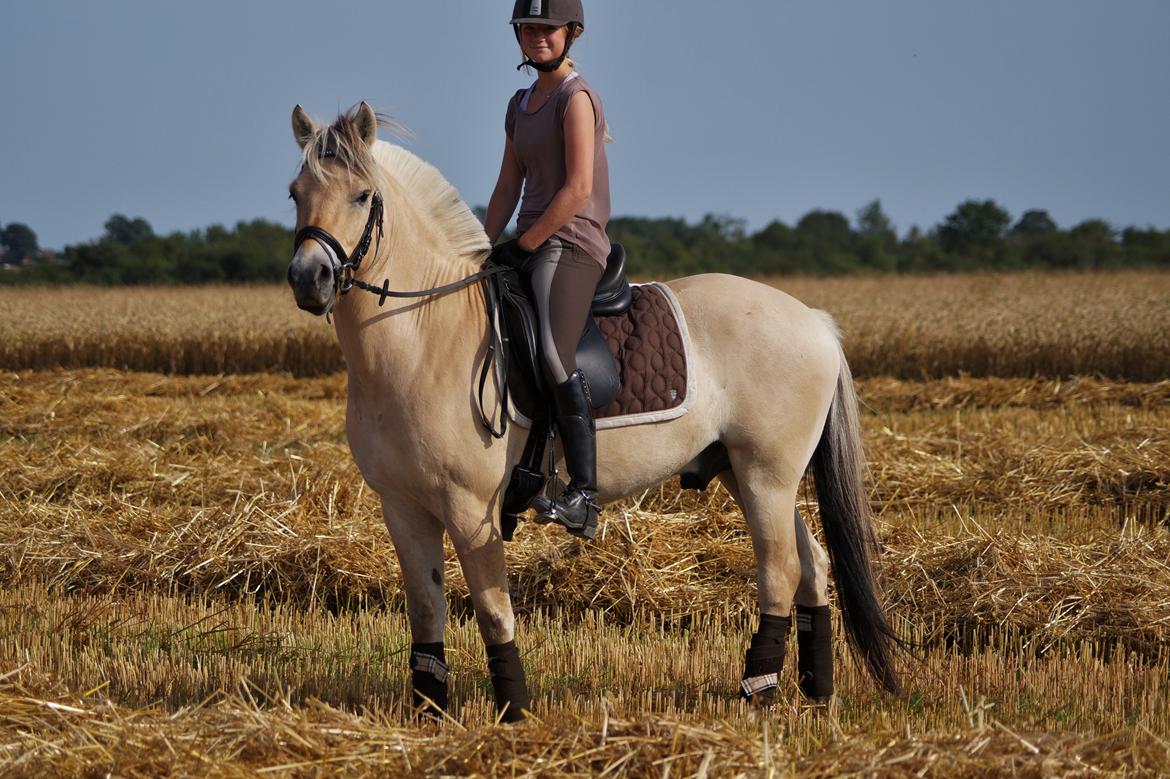 Fjordhest Osmann Skellerød billede 11