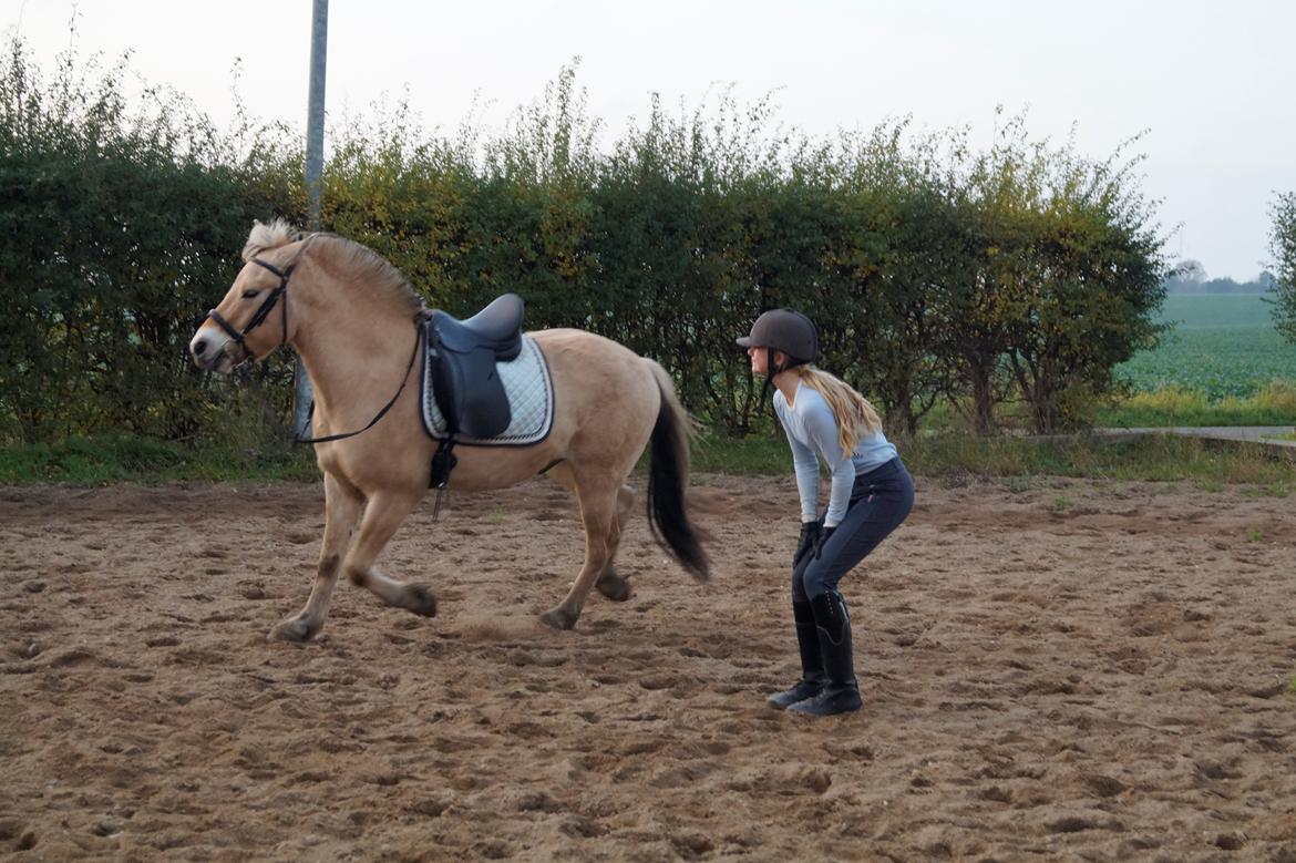 Fjordhest Osmann Skellerød billede 13
