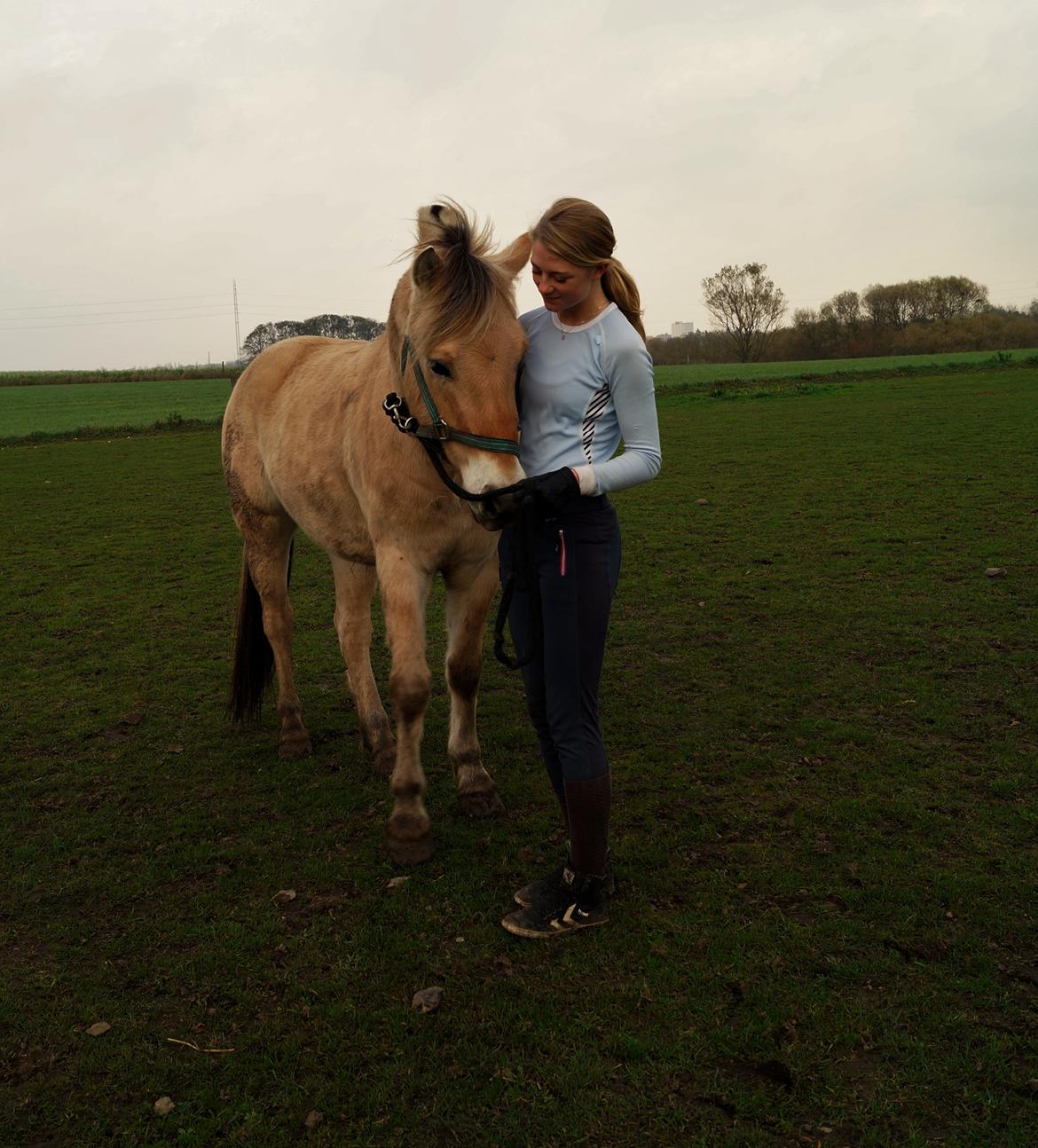 Fjordhest Osmann Skellerød billede 15