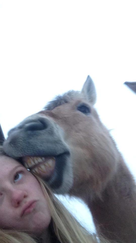 Fjordhest Osmann Skellerød billede 16