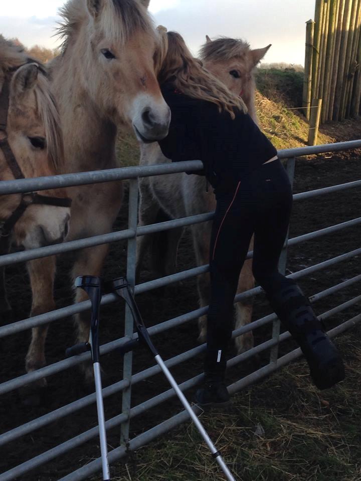 Fjordhest Osmann Skellerød billede 1