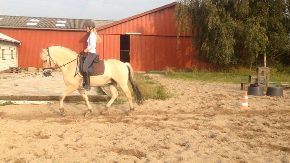 Fjordhest Osmann Skellerød billede 17