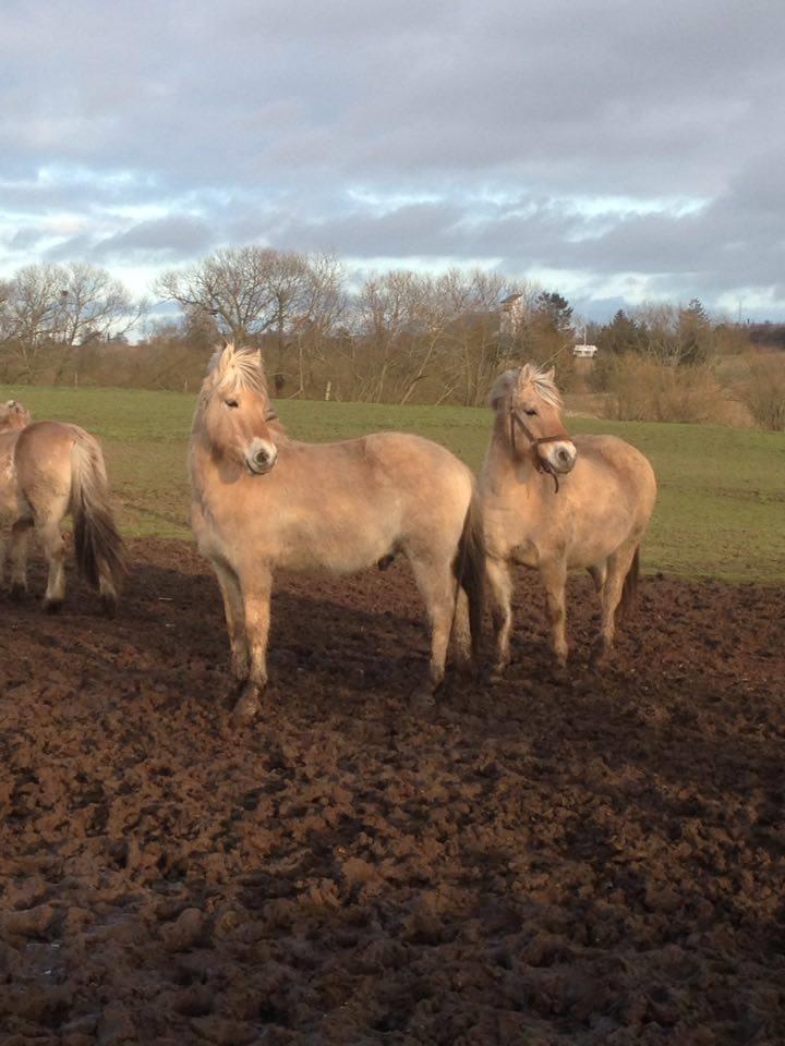 Fjordhest Osmann Skellerød billede 18