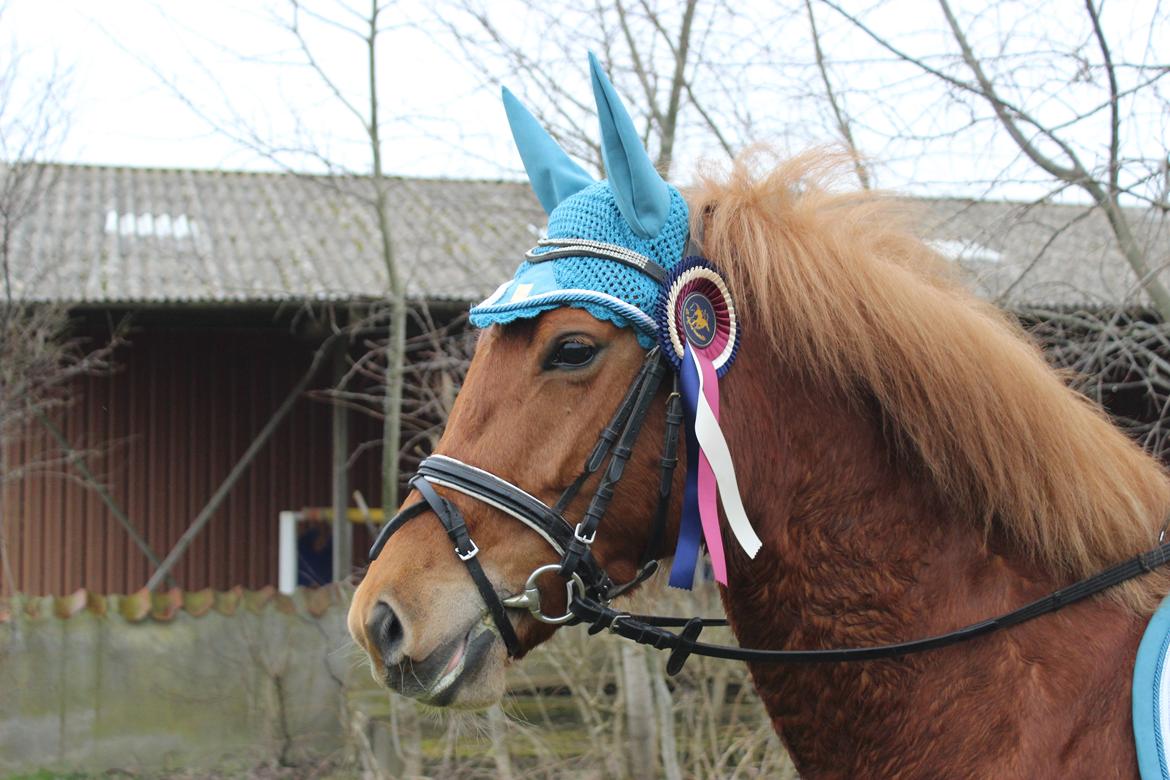 New Forest Nina (Ninja) billede 8