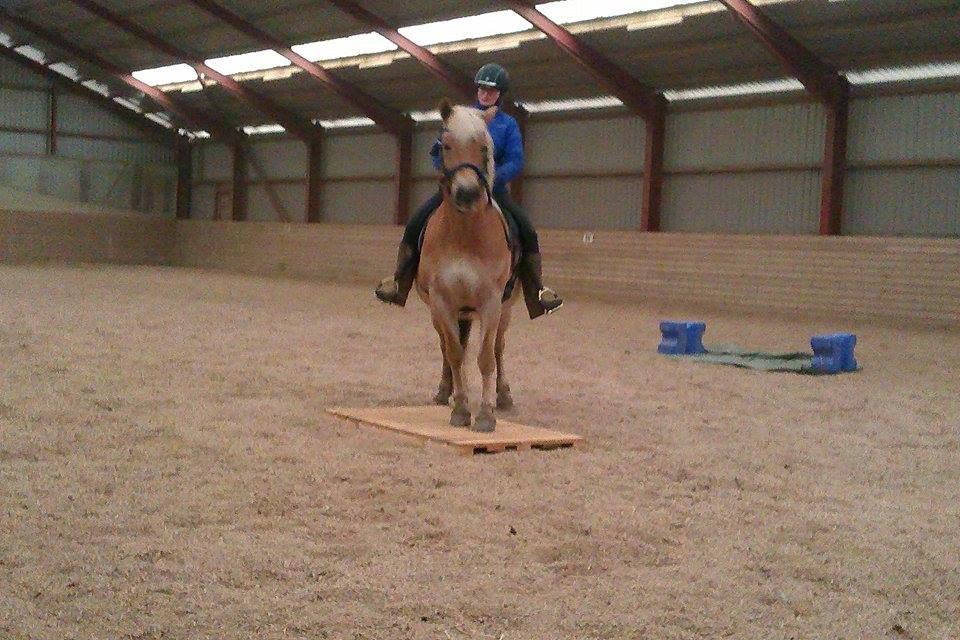 Haflinger Duchess *Dysse* billede 12