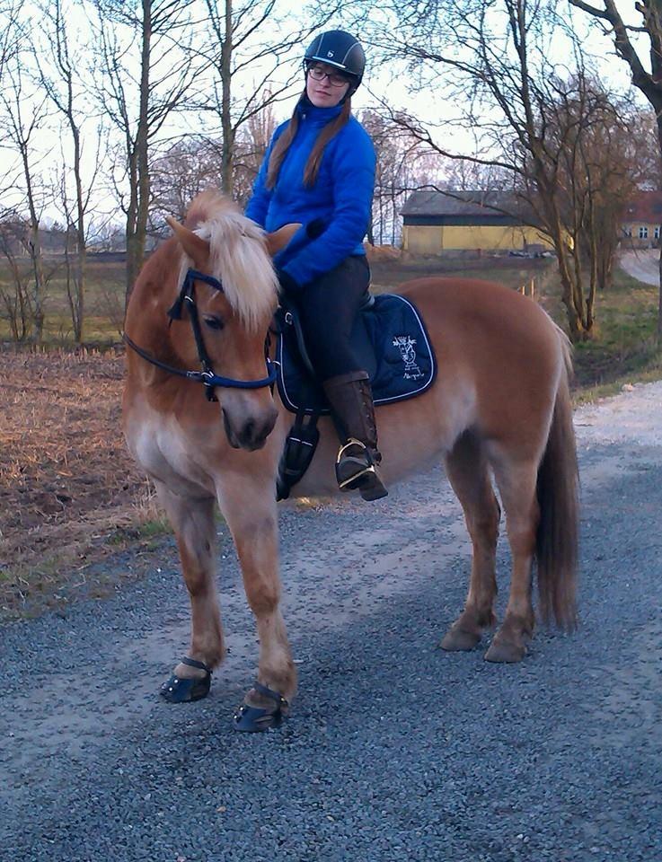 Haflinger Duchess *Dysse* billede 13